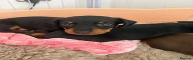 Miniature Dachshund Puppy 1