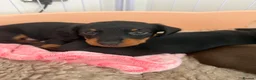 Miniature Dachshund dogs for sale: Minature dachshund puppies  - Advert 6