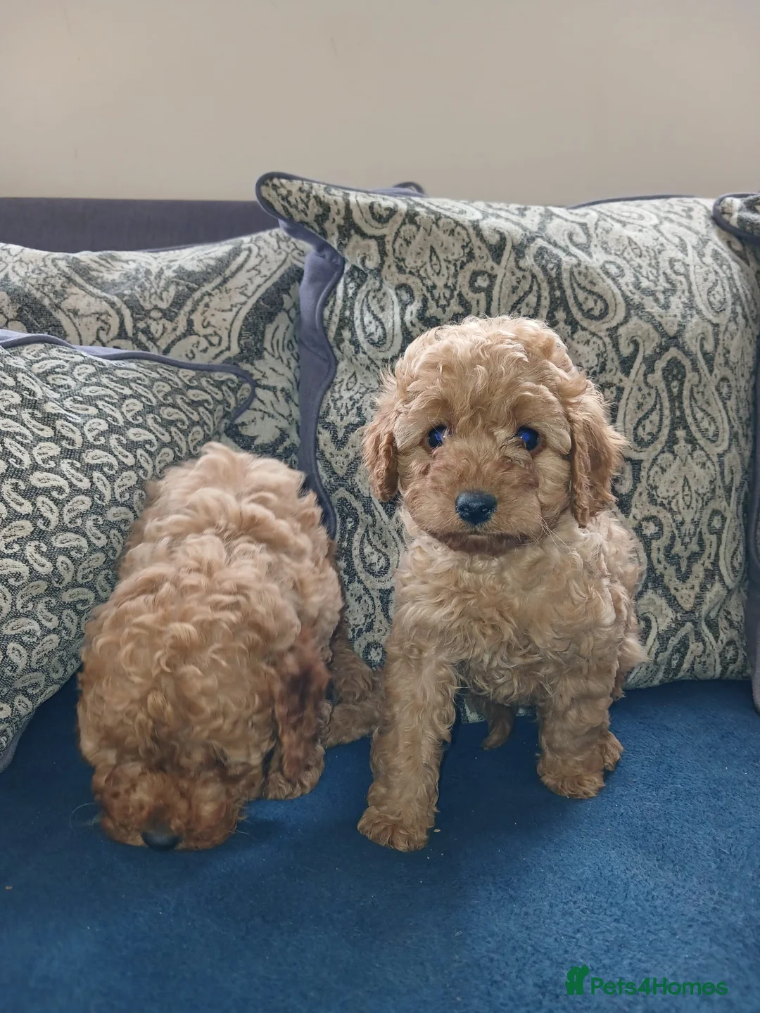 Cavapoo dogs for sale: Cavapoo puppies for sale in Ashby-de-la-Zouch - Advert 2
