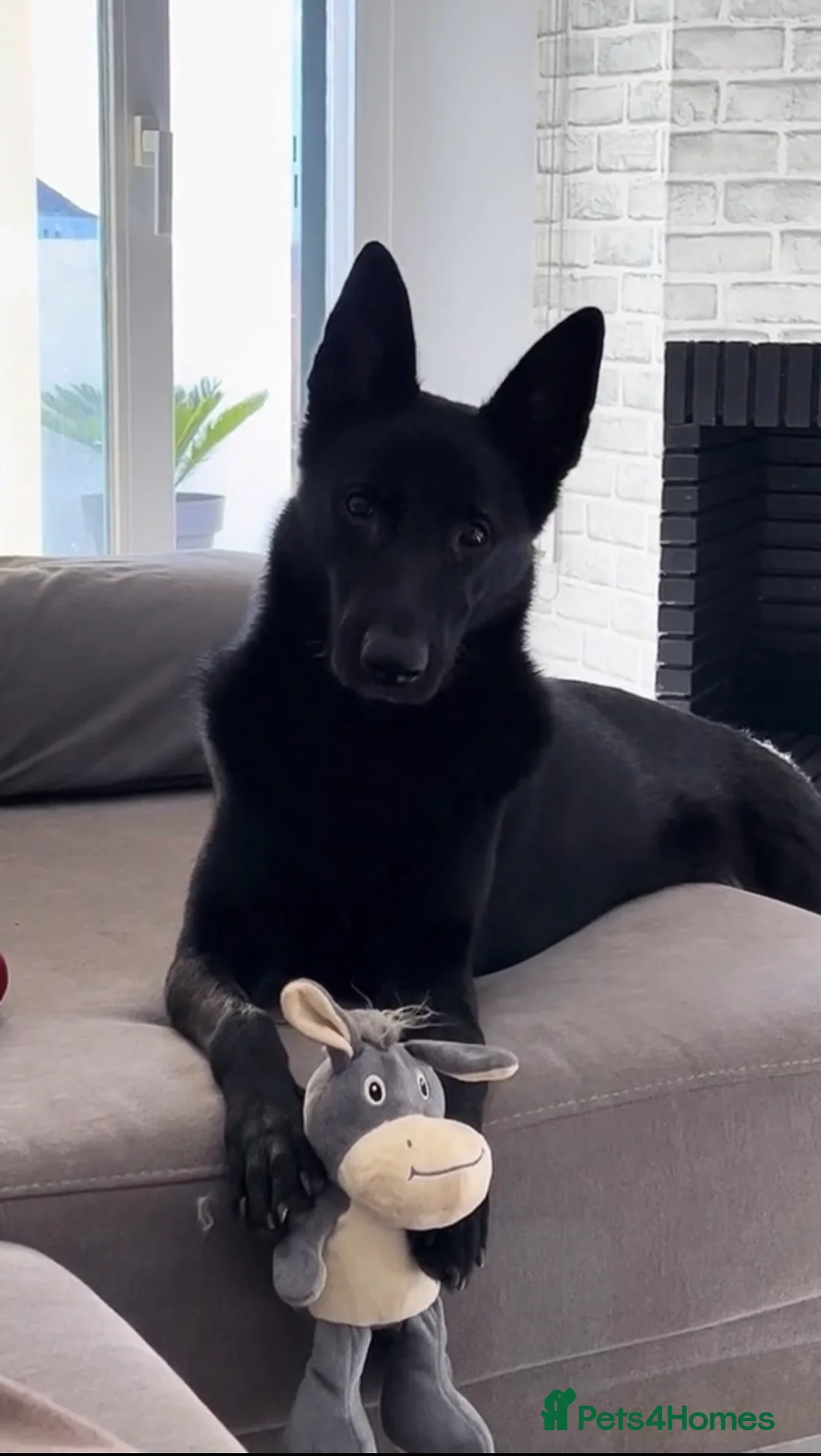 Belgian Shepherd Dog dogs for sale: Belgium malinos for sale 7 months old  - Advert 2