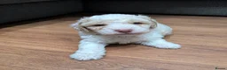 Cavapoochon dogs for sale: ❤️ Merle/champagne Cavapoochon puppies ❤️ - Advert 9
