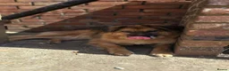 Mixed Breed dogs for adoption: Jacker for adoption in Hastings - Advert 5