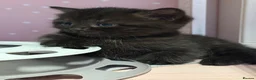 Mixed Breed cats for sale: Adorable Kittens Looking for Their Forever Homes - Advert 1