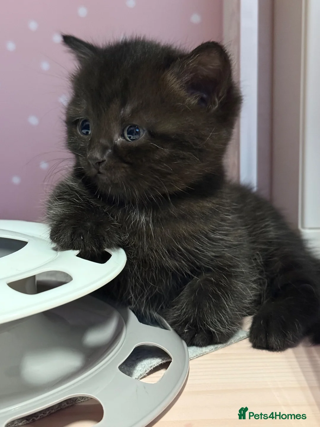 Mixed Breed cats for sale: Adorable Kittens Looking for Their Forever Homes - Advert 1