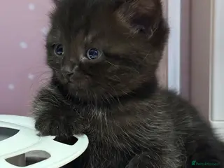 Mixed Breed cats Adorable Kittens Looking for Their Forever Homes - Advert 12