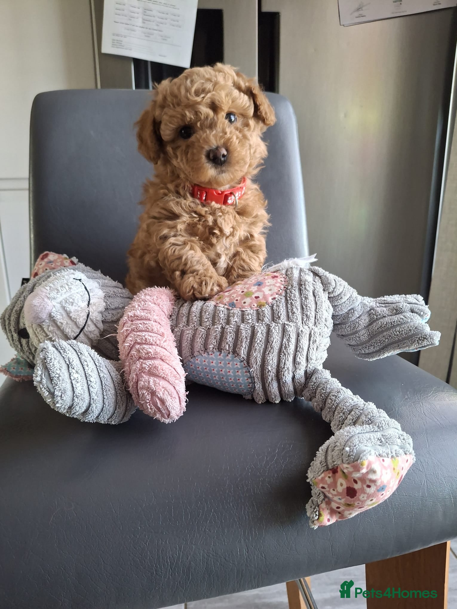 Maltipoo dogs 1 Stunning Male Maltipoo Puppy For Sale - Advert 3