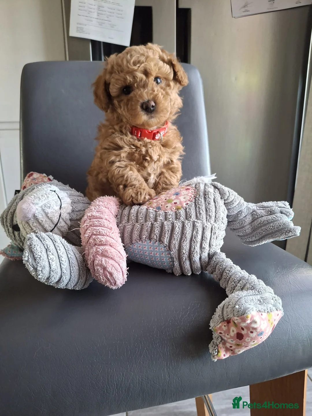 Maltipoo dogs for sale: 1 Stunning Male Maltipoo Puppy For Sale - Advert 1