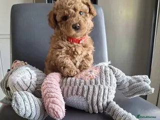 Maltipoo dogs 1 Stunning Male Maltipoo Puppy For Sale - Advert 11