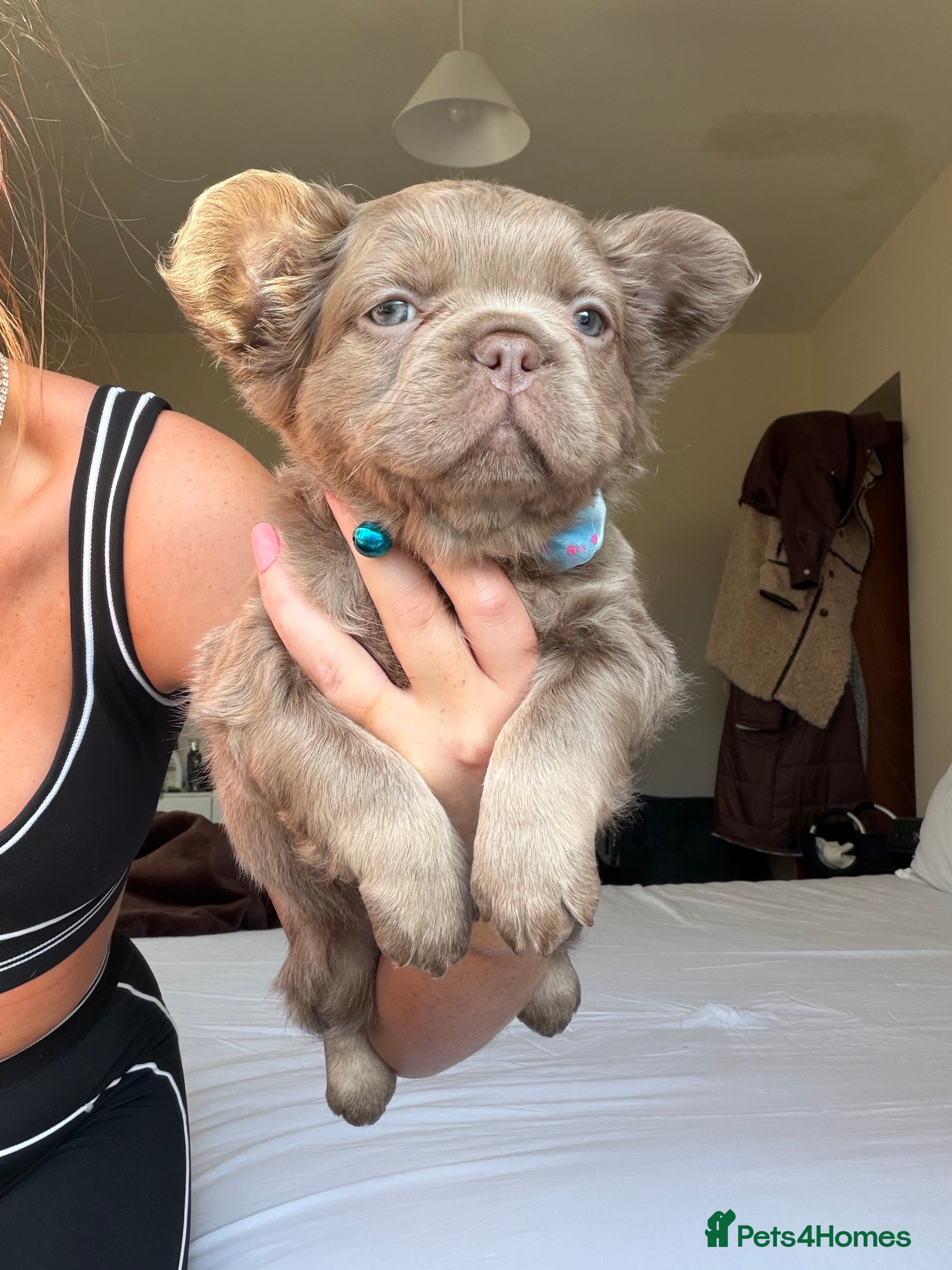 French Bulldog dogs French bulldog  - Advert 15