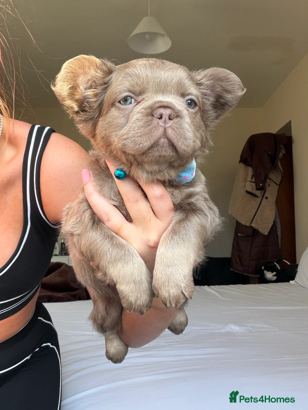 French Bulldog dogs for sale: French bulldog  - Advert 1