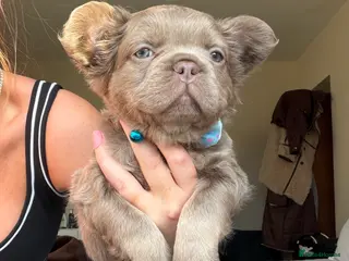 French Bulldog dogs French bulldog - Advert 15