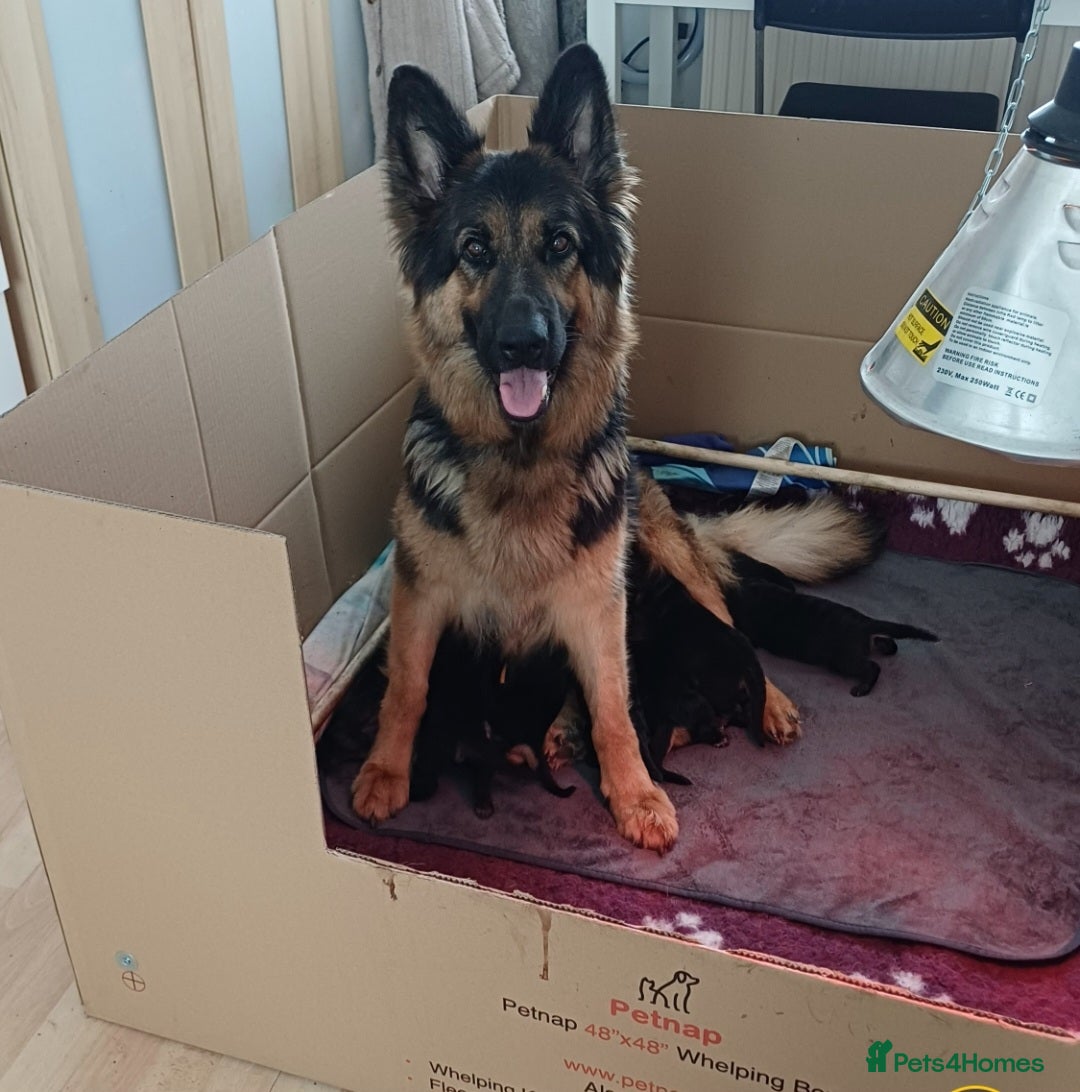 German Shepherd dogs for sale: Beautiful German Shepherd Puppies  - Advert 1