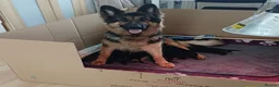 German Shepherd dogs for sale: Beautiful German Shepherd Puppies  - Advert 1