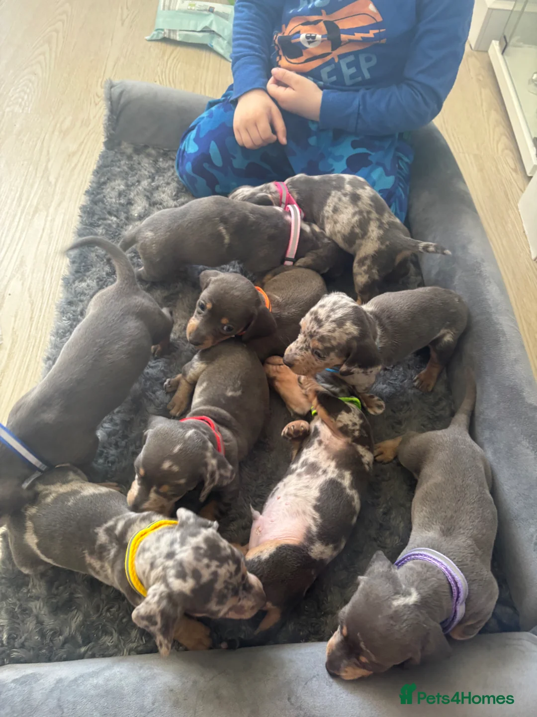 Dachshund dogs for sale: 9 amazing dapple dachshund puppys  - Advert 2