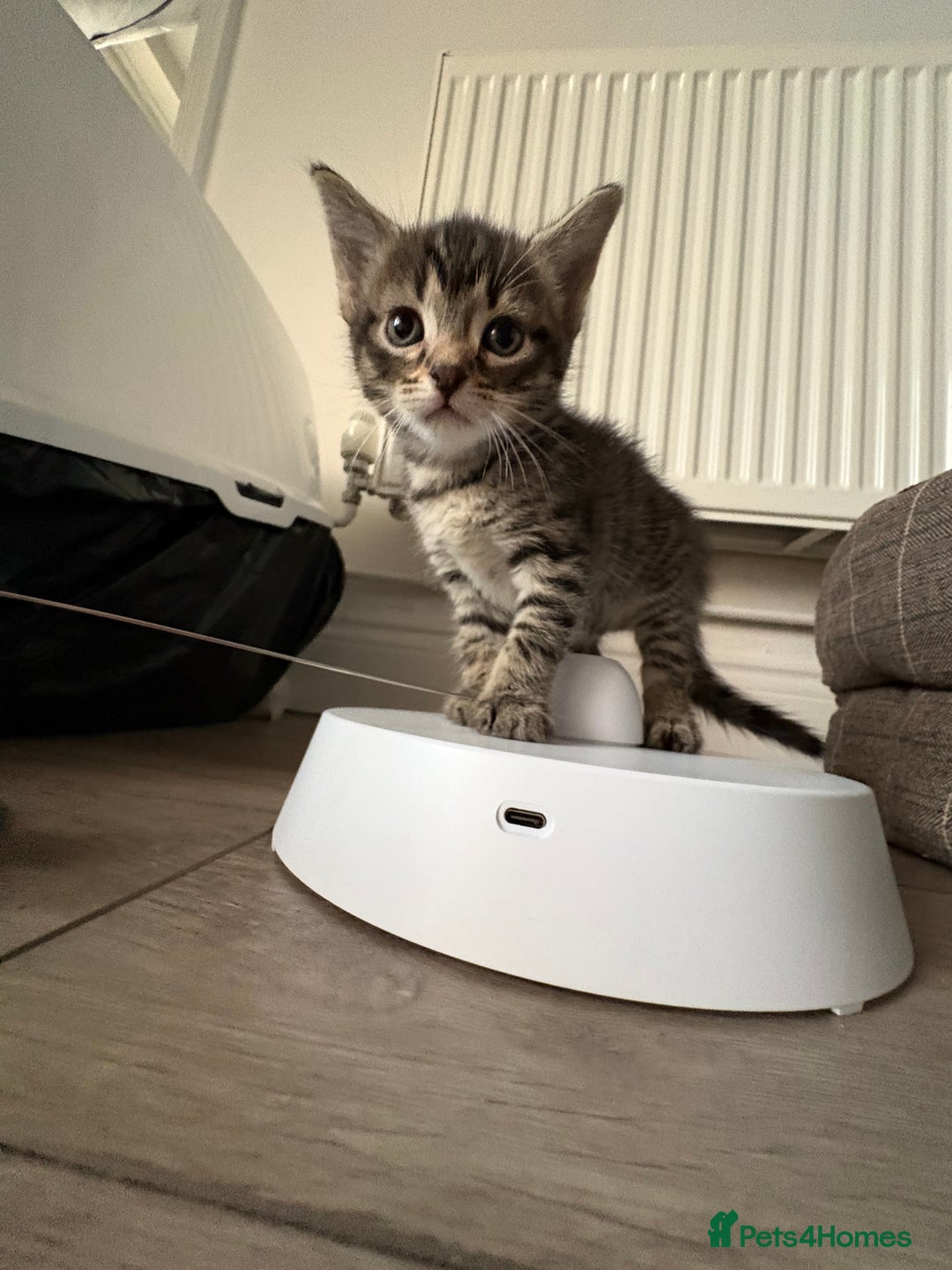 British Shorthair cats for sale: Male and Female kittens  - Image 3