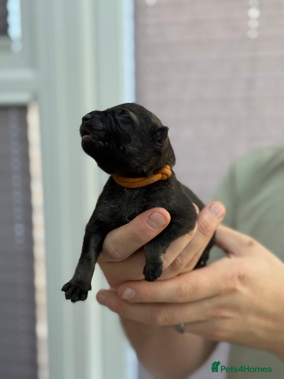 German Shepherd dogs for sale: German Shepherd Puppies  - Image 16