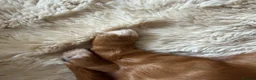 Cockapoo dogs for sale: Stunning,  Quality F1 Cockapoo’s Kc reg parents  - Advert 12
