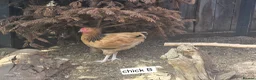 Chickens poultry for sale: BUFF SUSSEX YOUNG COCKERELS in Chatteris - Advert 3