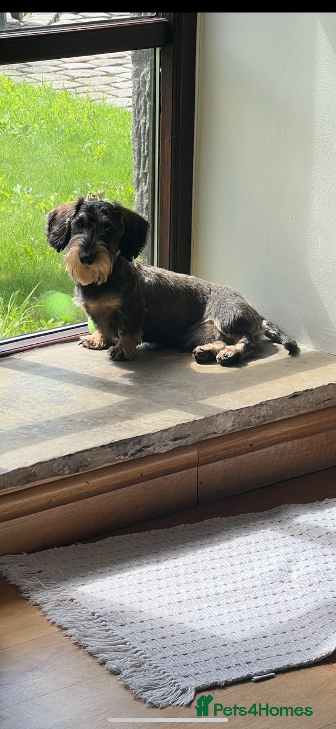 Miniature Dachshund dogs for sale: Wirehaired Miniature Dachshund  - Image 1