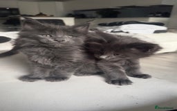 Maine Coon cats for sale:  Gccf registered Main Coon Kittens  - Image 23