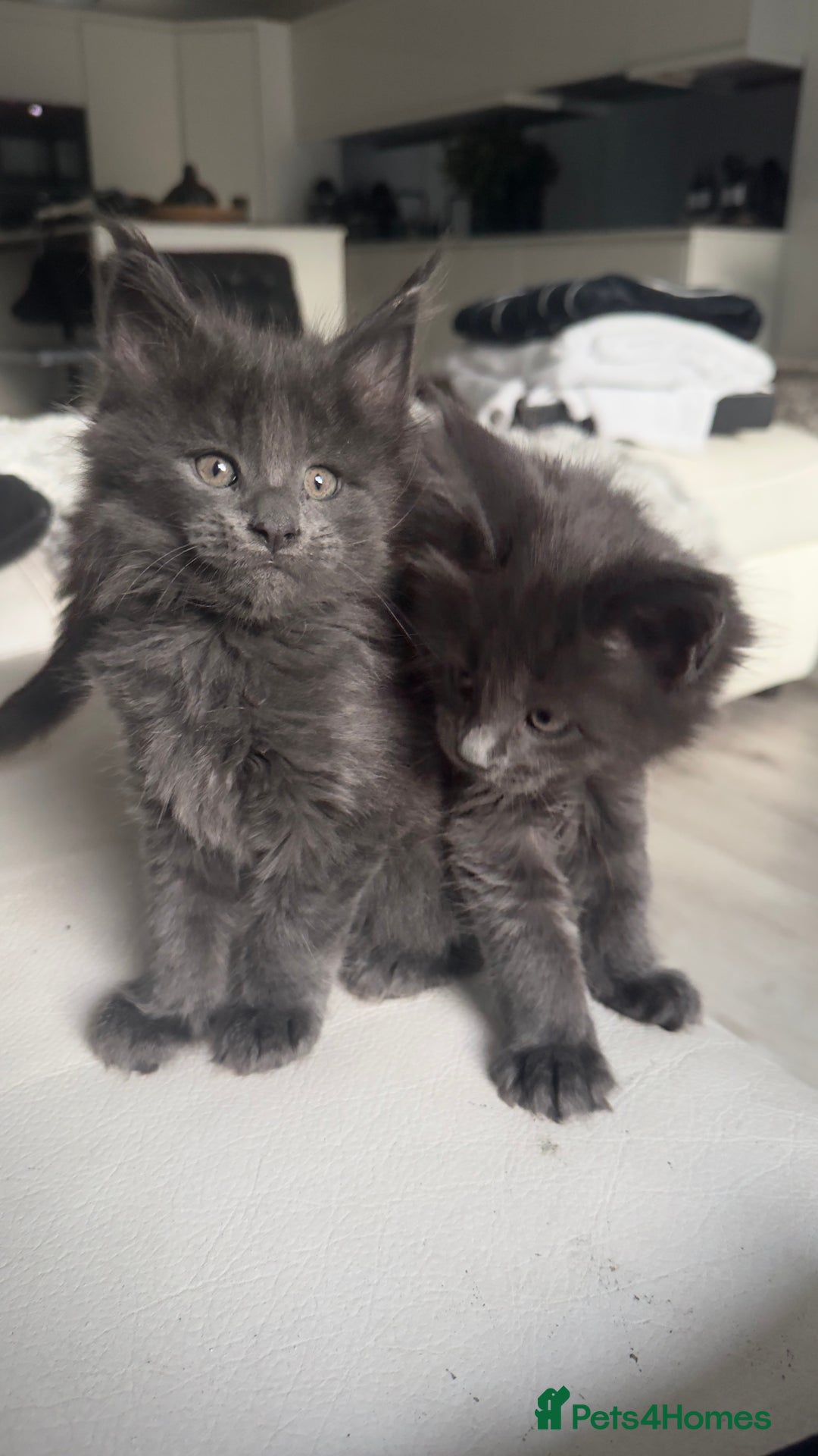 Maine Coon cats for sale:  Gccf registered Main Coon Kittens  - Image 23