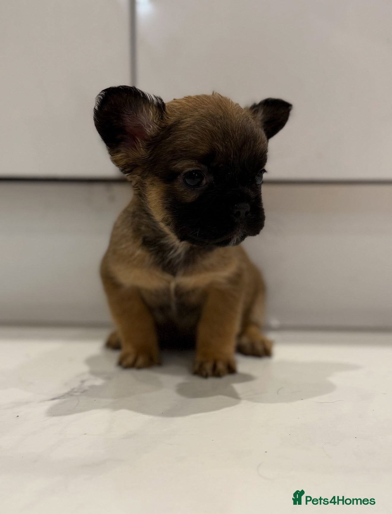 French Bulldog dogs 🦁 10 Full Fluffy French Bulldogs 🦁 - Advert 5