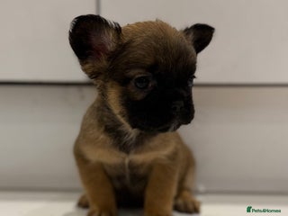 French Bulldog dogs 🦁 10 Full Fluffy French Bulldogs 🦁 - Advert 5