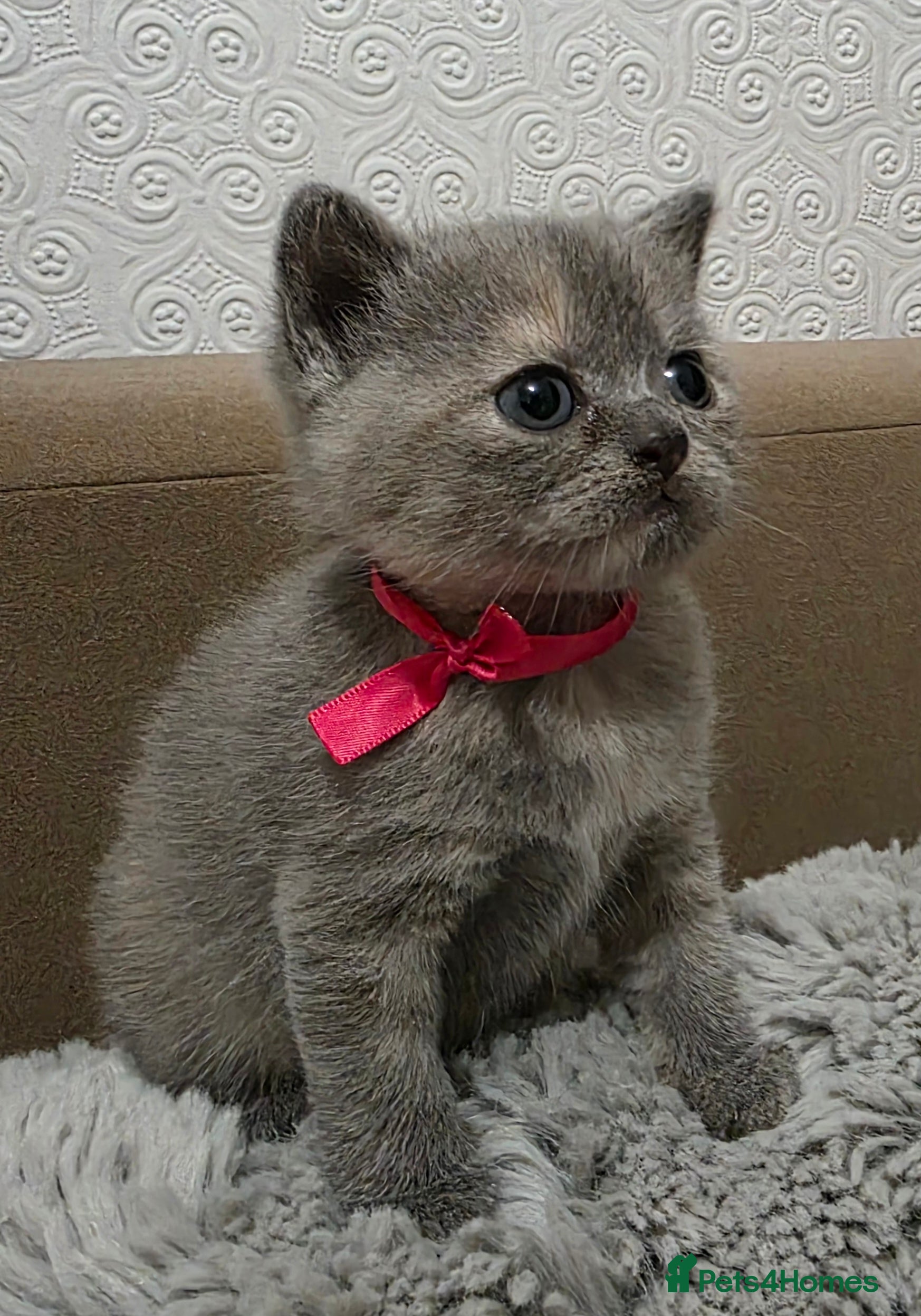 British Shorthair cats Beautiful BSH Kittens  - Advert 12