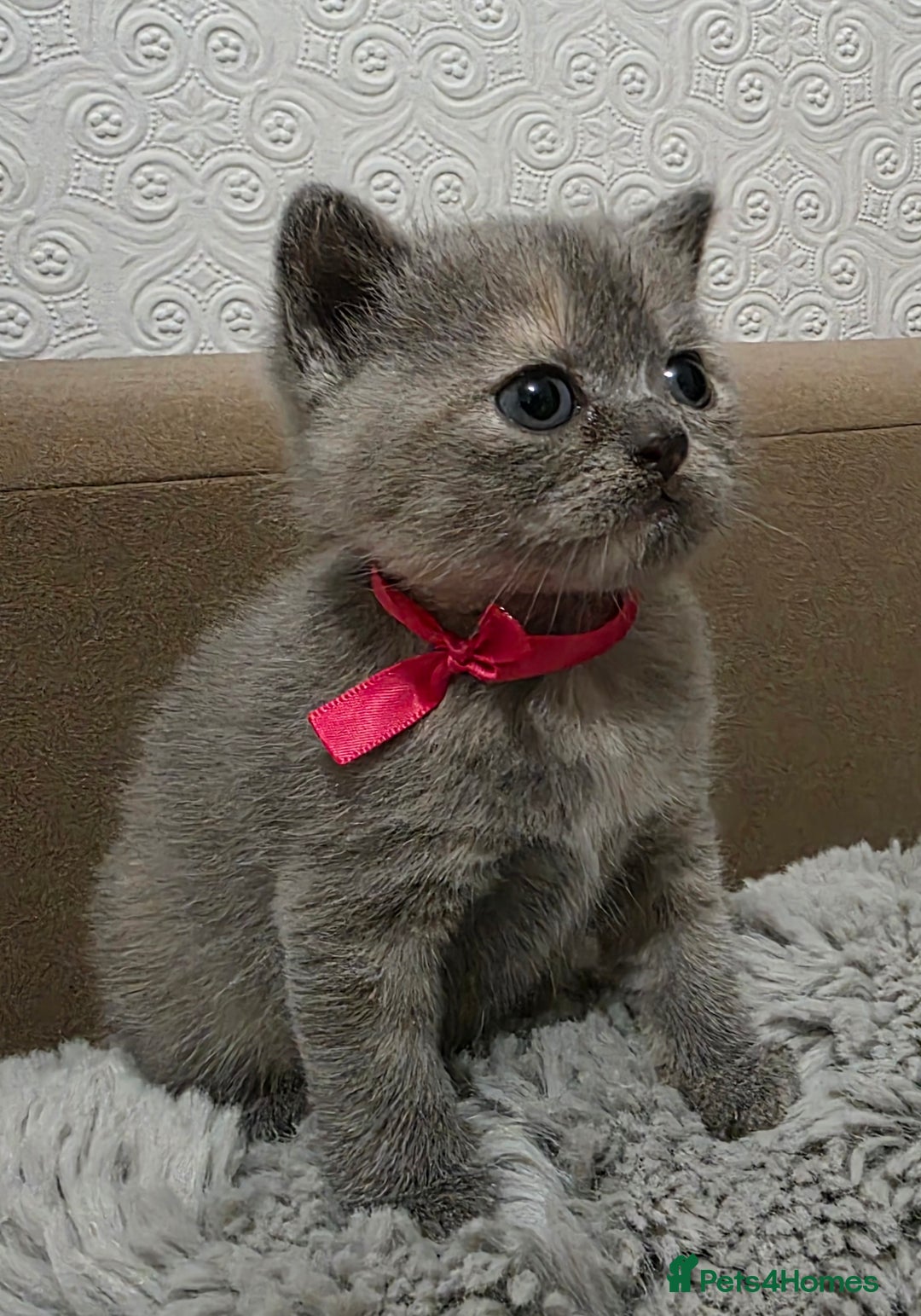 British Shorthair cats for sale: Beautiful BSH Kittens  - Advert 11