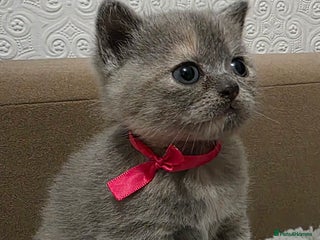 British Shorthair cats Beautiful BSH Kittens - Advert 9