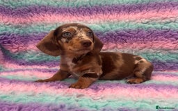 Miniature Dachshund dogs for sale: Miniature Dachshund Boys and Girls From £700 - Image 2