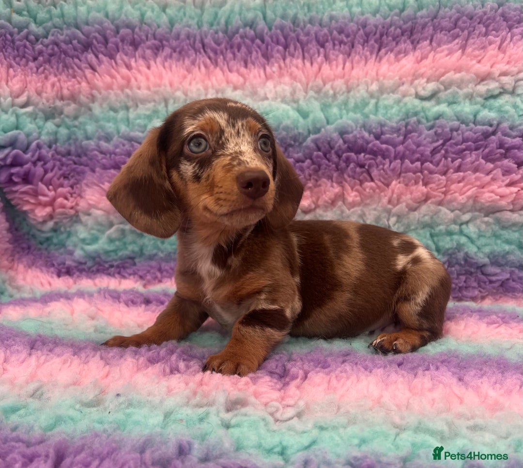 Miniature Dachshund dogs for sale: Miniature Dachshund Boys and Girls From £700 - Image 2