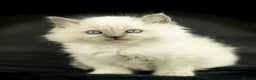 Ragdoll cats for sale: Perfectly raised Blue eyes Rag dollys  - Advert 2