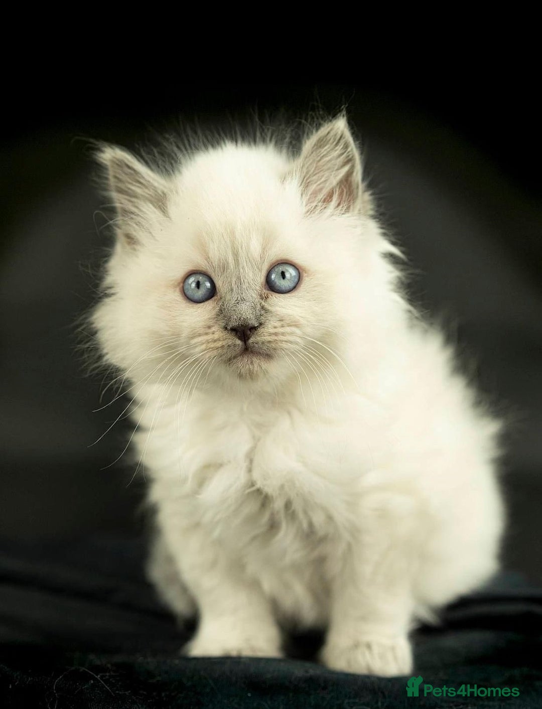 Ragdoll cats for sale: Perfectly raised Blue eyes Rag dollys  - Advert 2