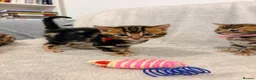 Bengal cats for sale: Only 2 Beautiful Bengal kittens Available🐾  - Advert 26