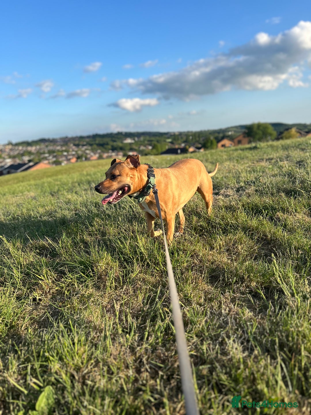 Mixed Breed dogs for sale: Rehome Bonnie  - Advert 5