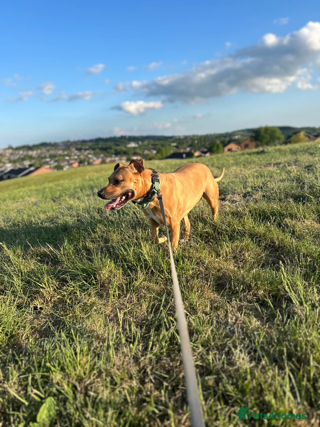 Mixed Breed dogs for sale: Rehome Bonnie  - Advert 6