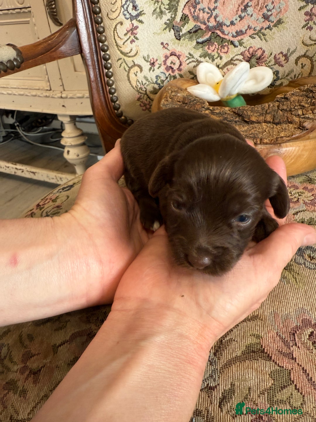 Shihpoo dogs for sale: ✨ Beautiful Shihpoo Puppies ✨  - Image 11