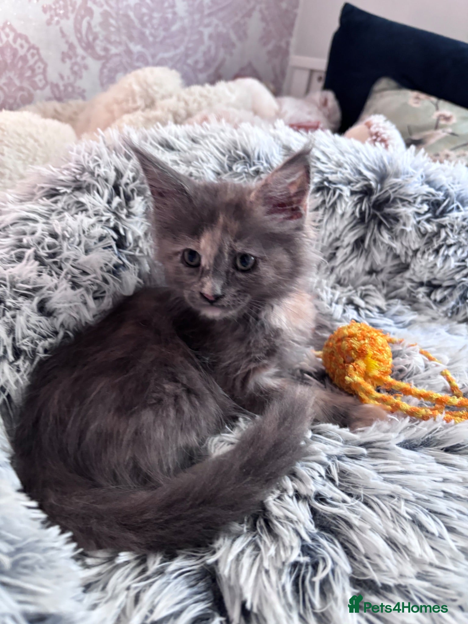 Maine Coon cats Beautiful Blue Tortie Tabby Maine Coon Female - Advert 12