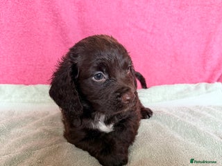 Cocker Spaniel dogs - Advert 8