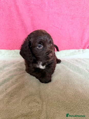 Cocker Spaniel dogs - Advert 15