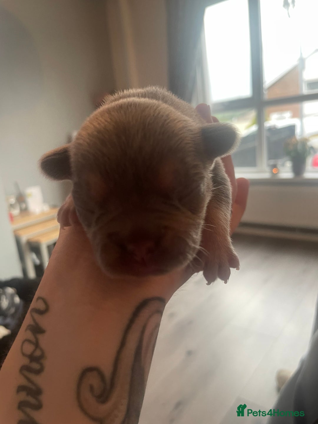 French Bulldog dogs for sale: 9 Day old French Bulldog Puppies - Image 8