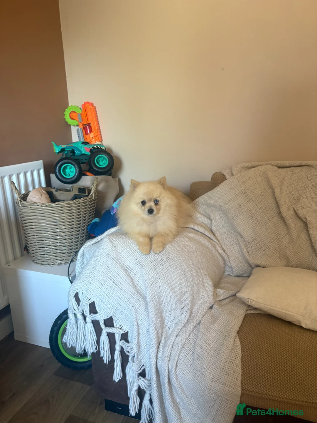 Pomeranian dogs for sale: Beautiful Pomeranian twins - Advert 1