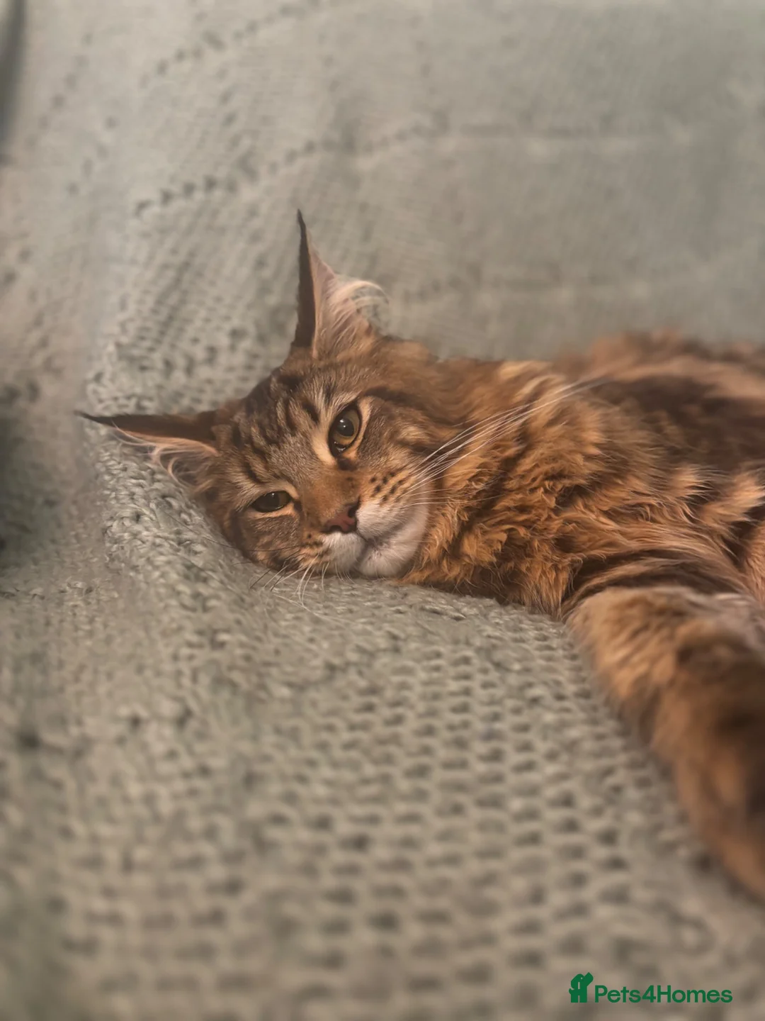 Maine Coon cats for sale: TICA registered Maine Coon Boy - Advert 2