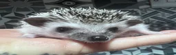 Pygmy Hedgehog rodents for sale: African Pygmy hedgehog hoglets  - Advert 1