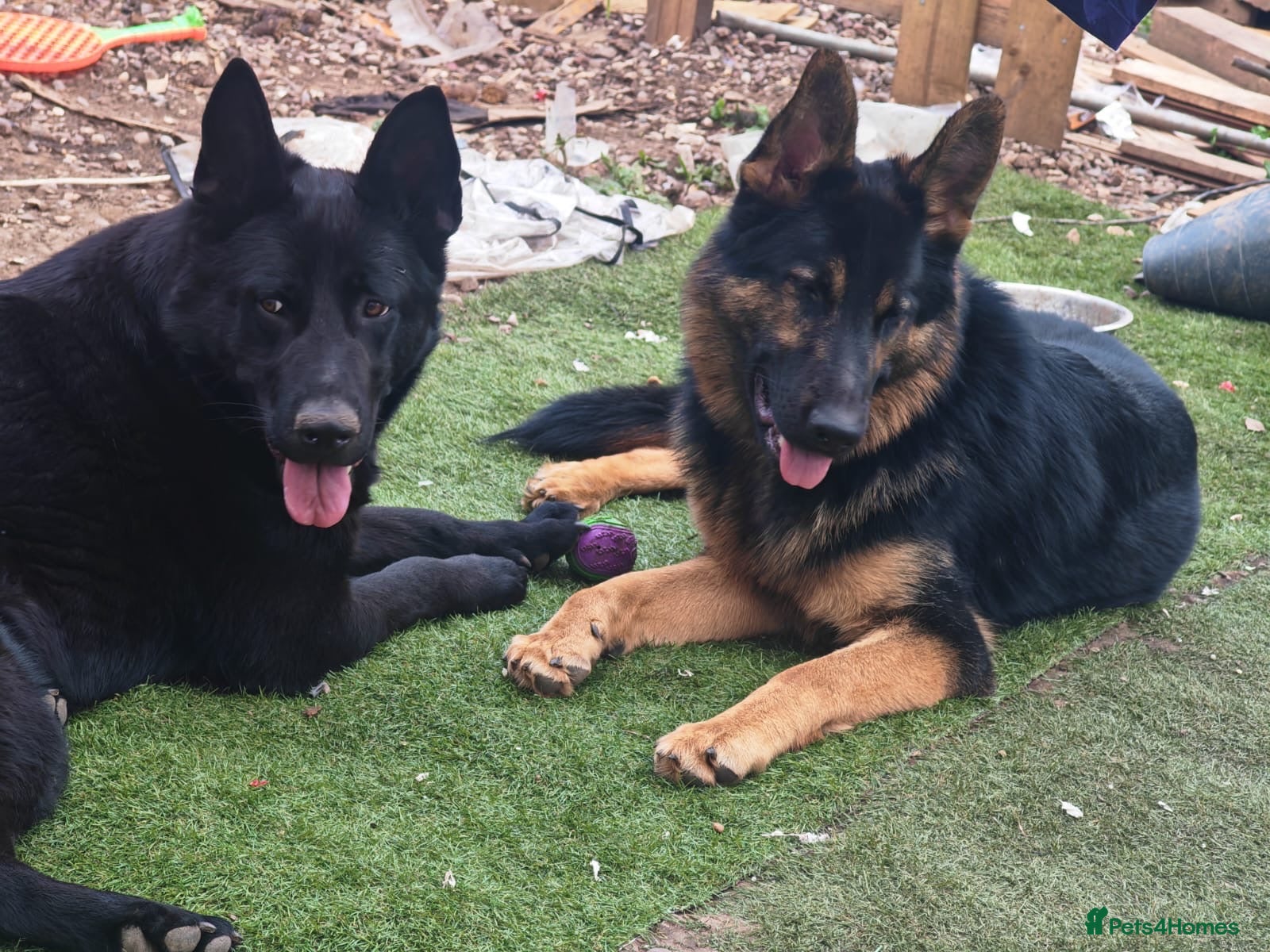 German Shepherd dogs 🐾 German Shepherd Pups for Sale Only 2 Available - Advert 1