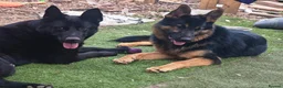 German Shepherd dogs for sale: 🐾 German Shepherd Pups for Sale Only 2 Available - Advert 1