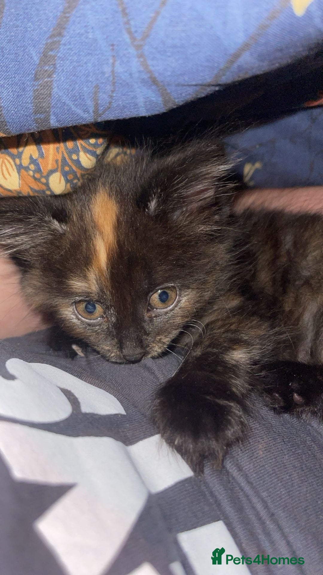 Mixed Breed cats for sale: 3 super friendly kittens - Advert 5