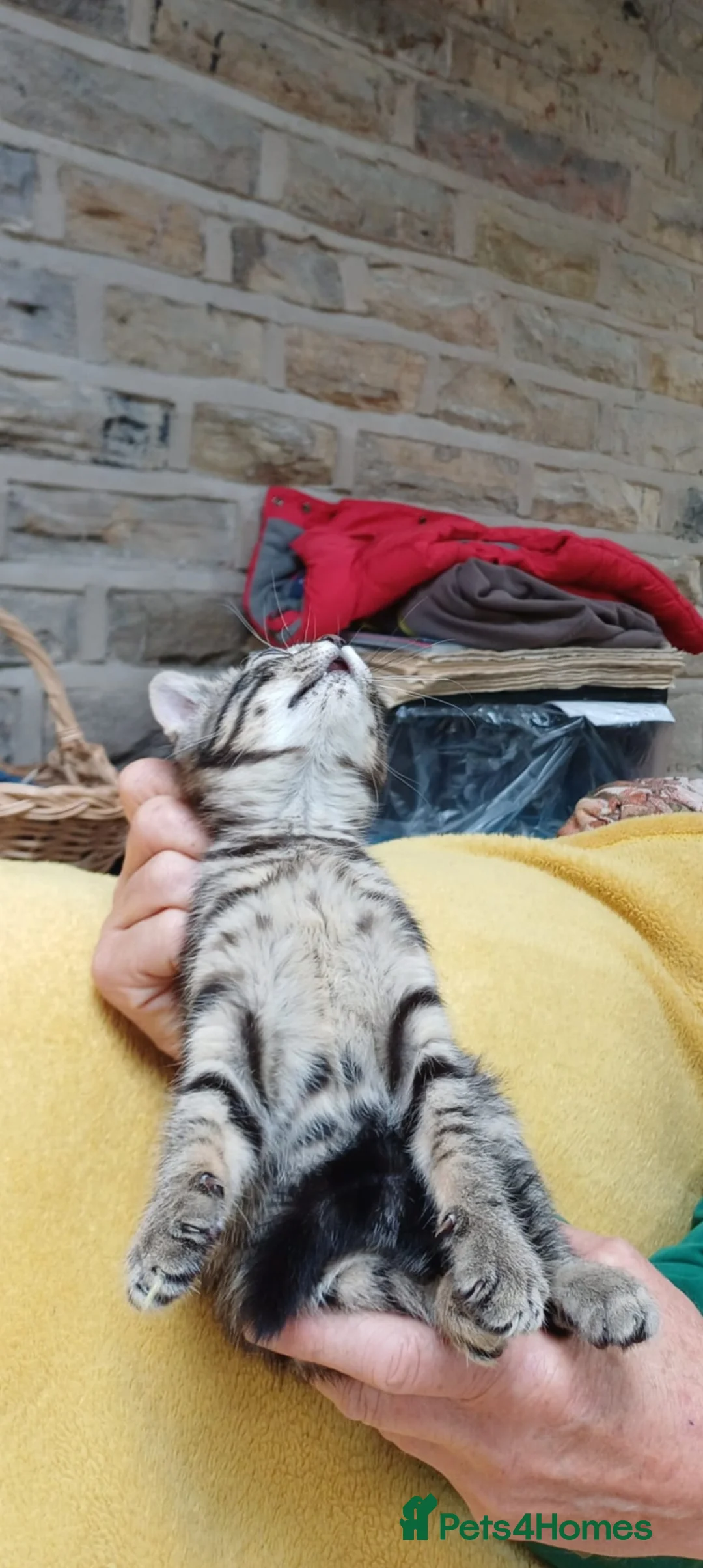 Mixed Breed cats for sale: British Bengal girl kitten  - Advert 4