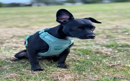 Mixed Breed dogs for sale: Lovely dog  - Image 5